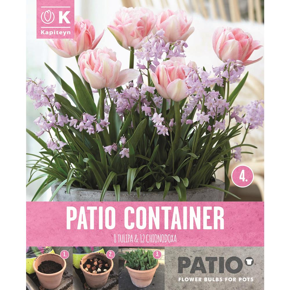 Patio Container (Tulips & Chionodoxa)