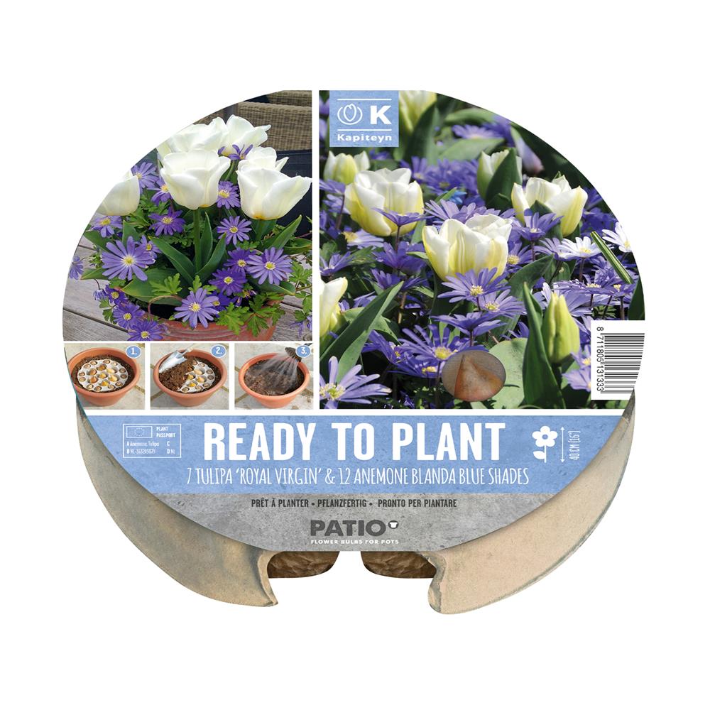 Plant Tray Tulipa & Anemone