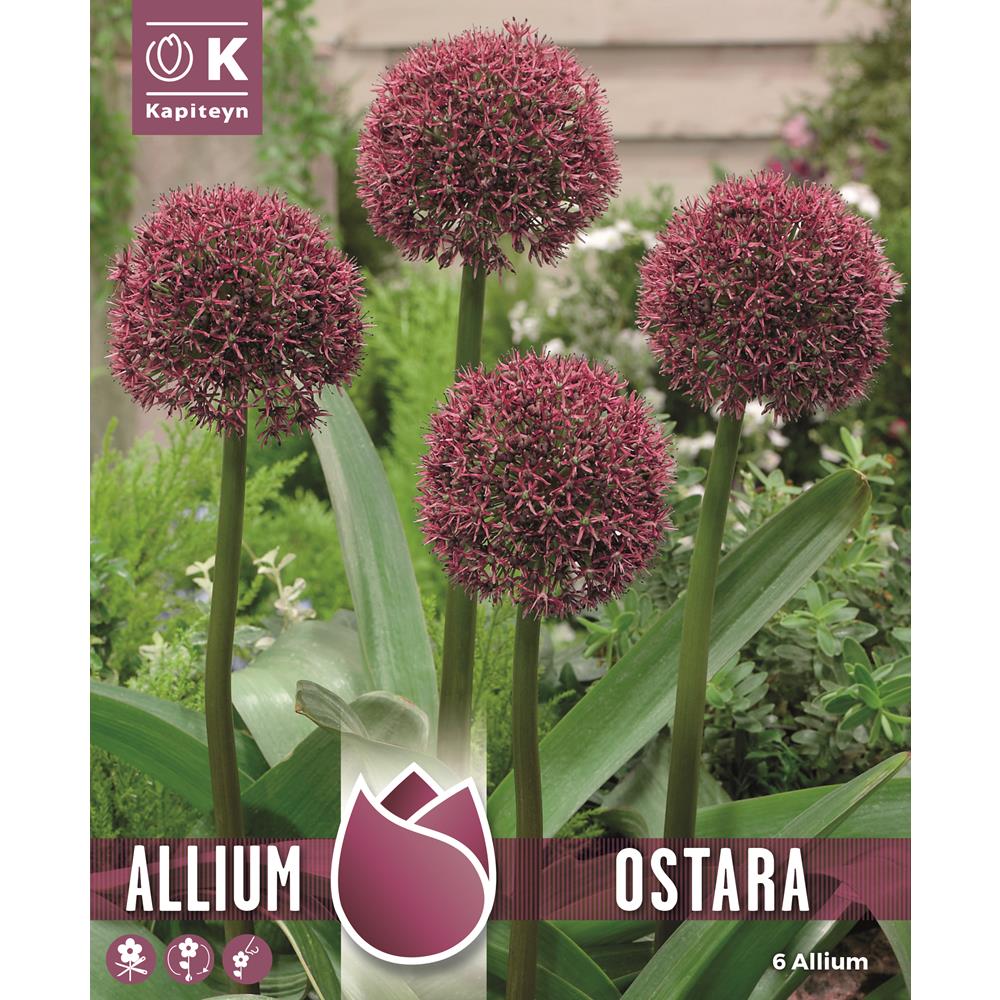 Allium Ostara - Deep Red Allium