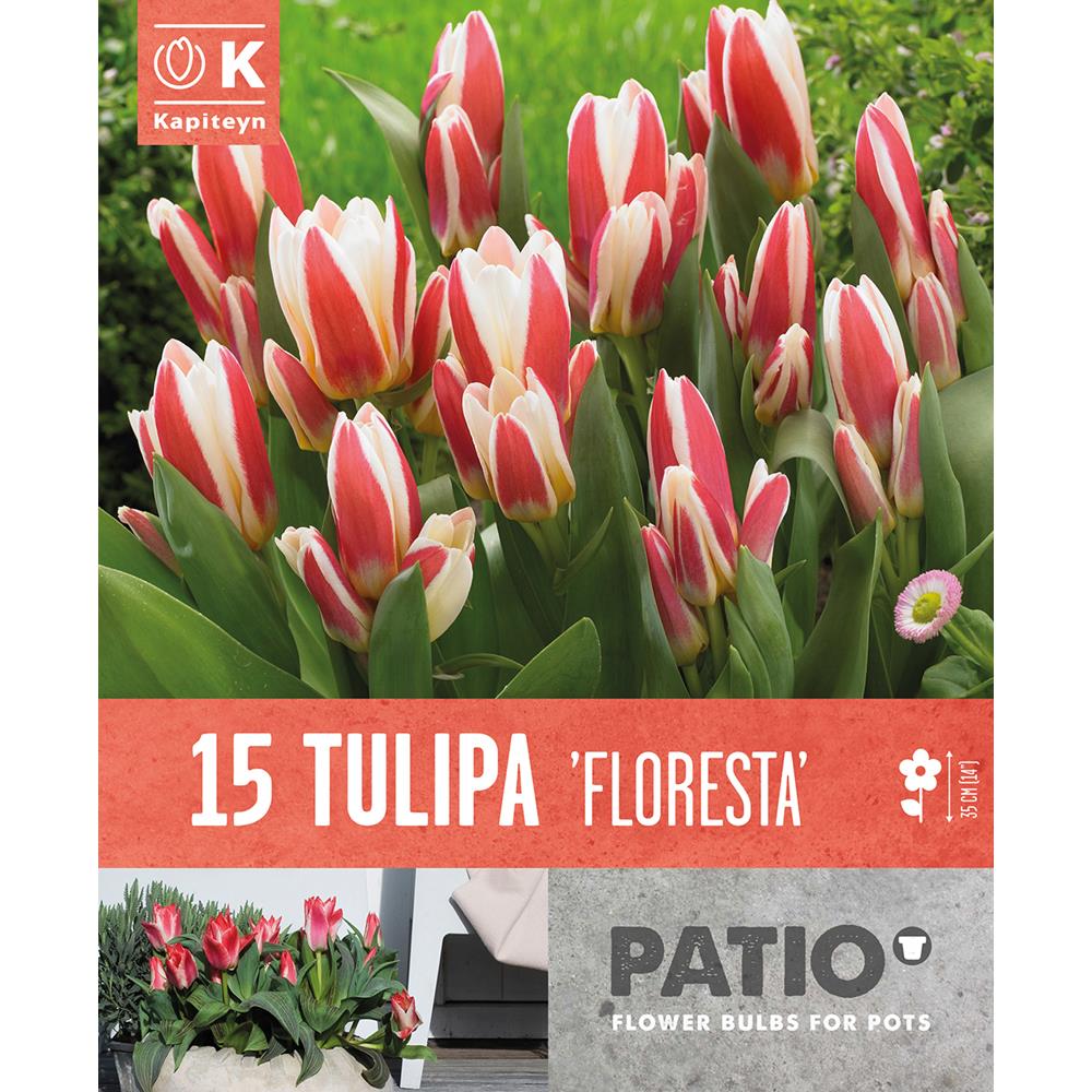 Patio Pack Tulip Kaufmanniana Floresta