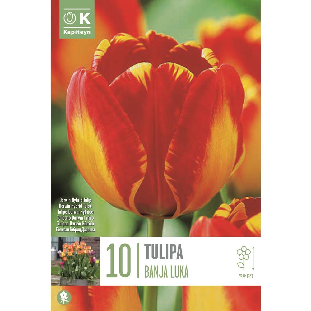 Tulip Darwin Hybrid Banja Luka