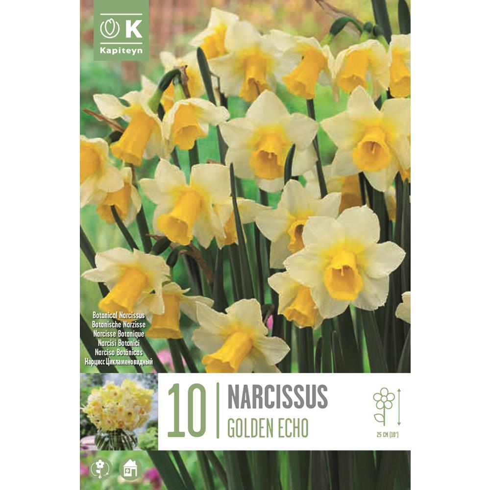 Narcissus Botanical Golden Echo
