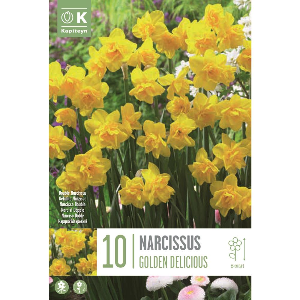 Narcissus Botanical Golden Delicious