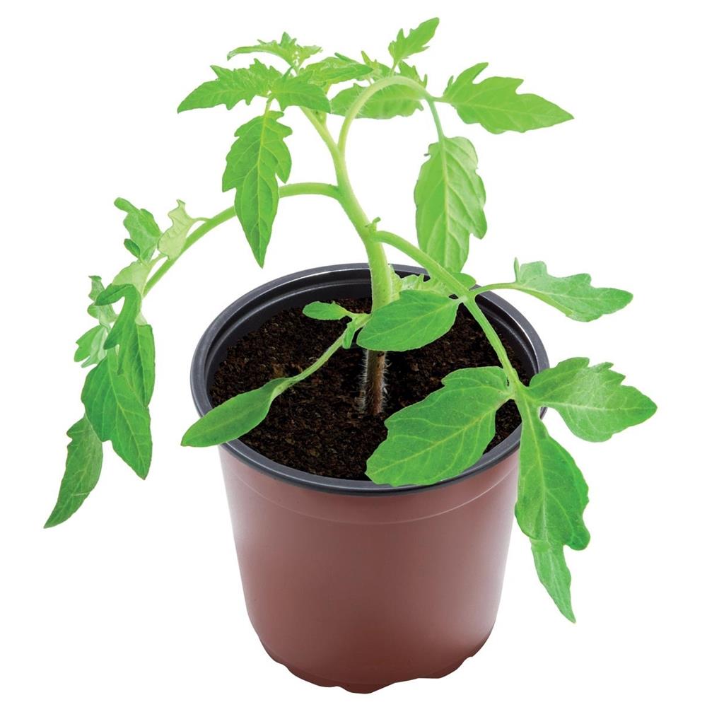 13cm Professional Growing Pots (5)