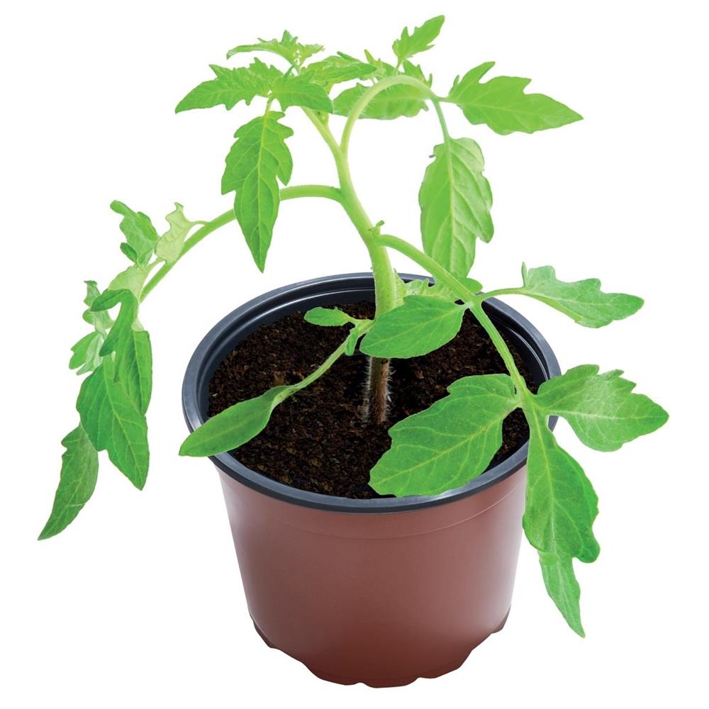 14cm Professional Growing Pots (5)
