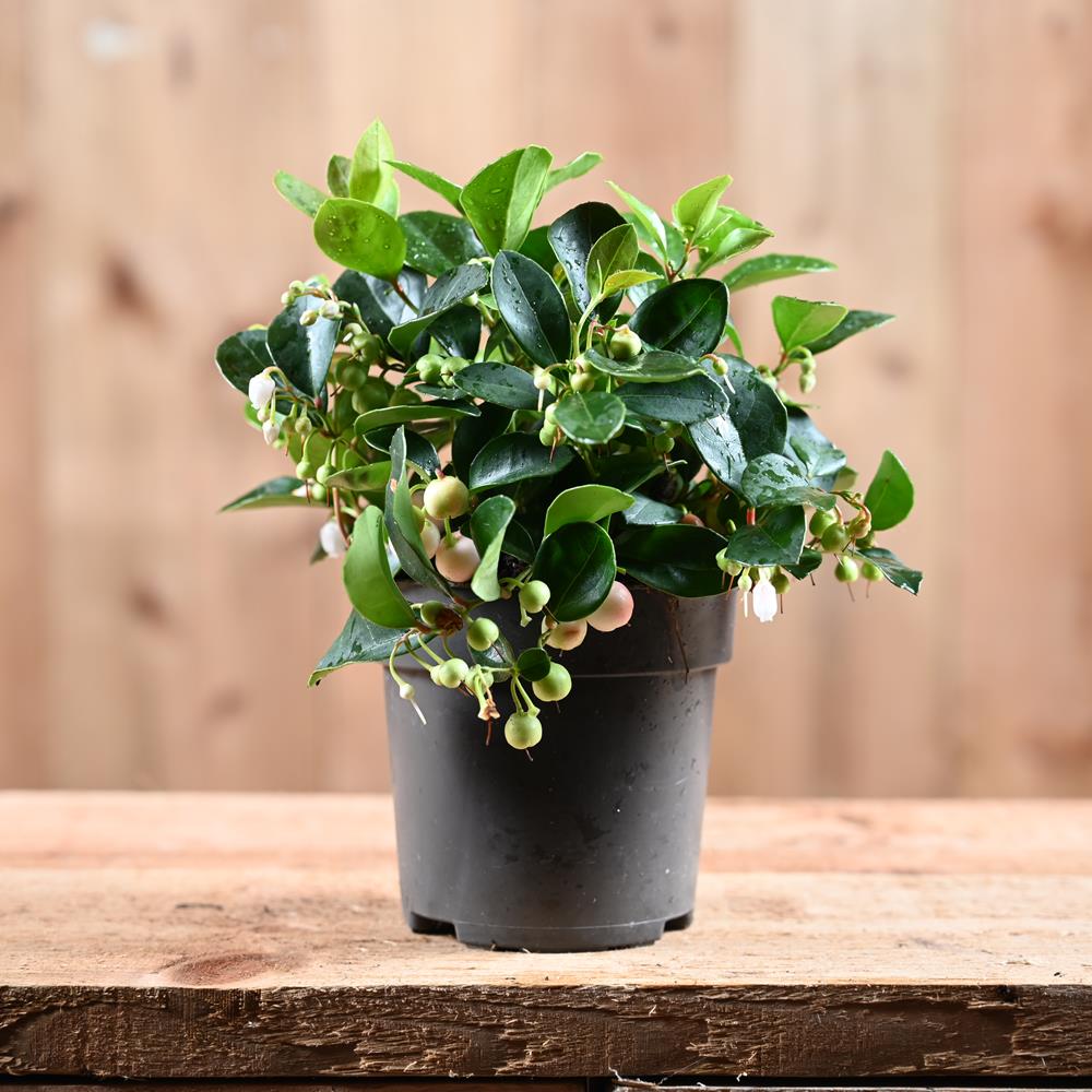 Gaultheria Procumbens In a 10.5cm Pot