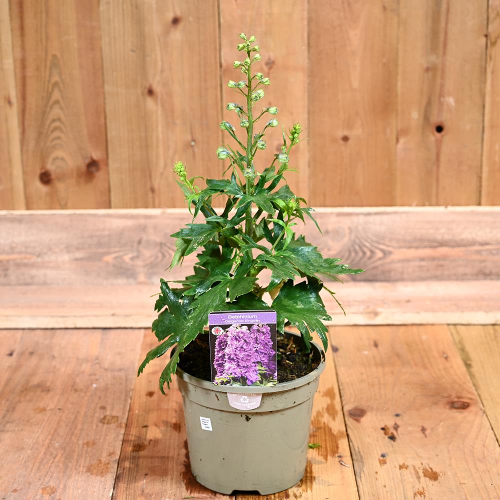 Delphinium Delgenius Kingsley 3L