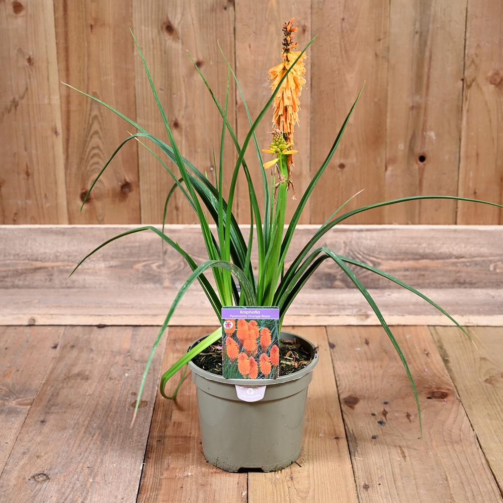 Kniphofia Pyromania Orange Blaze 3L - Herbaceous Perennials - Polhill ...