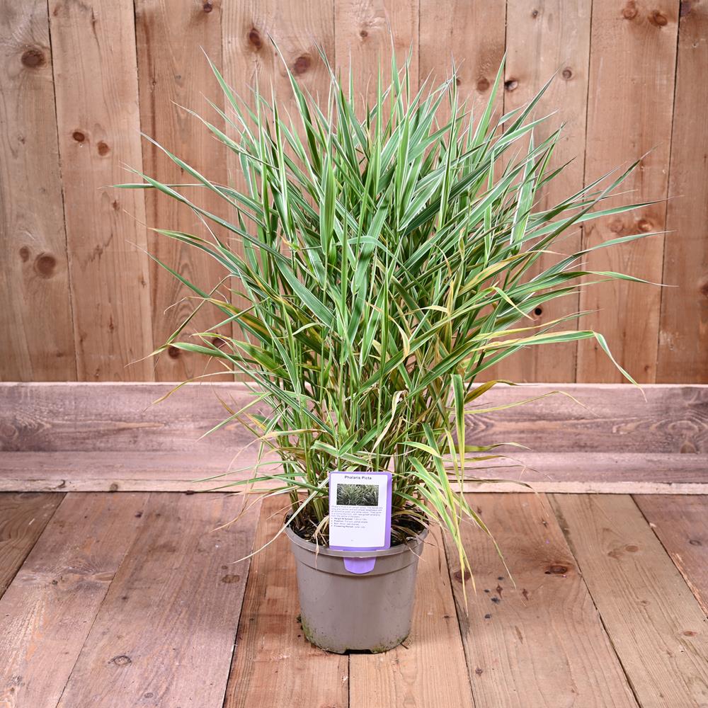 Phalaris Picta 3L