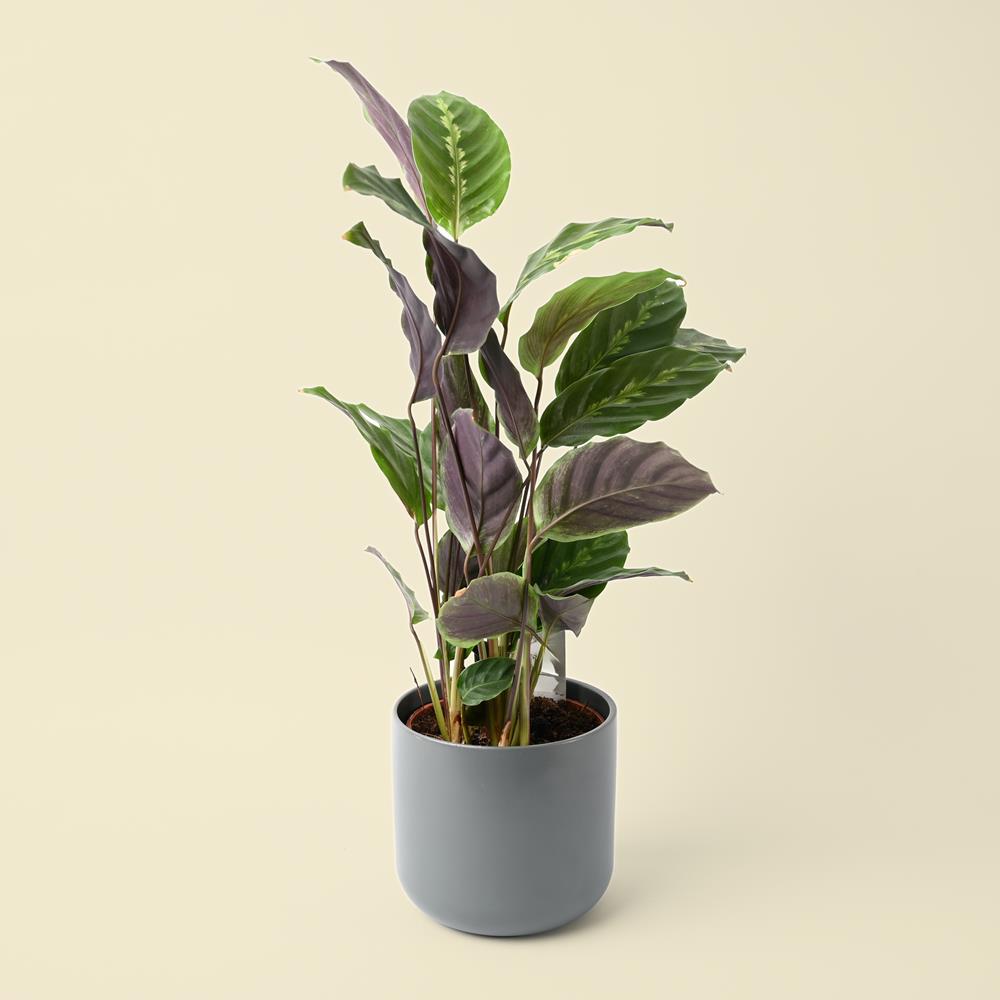 Calathea Mauiqueen 12 cm