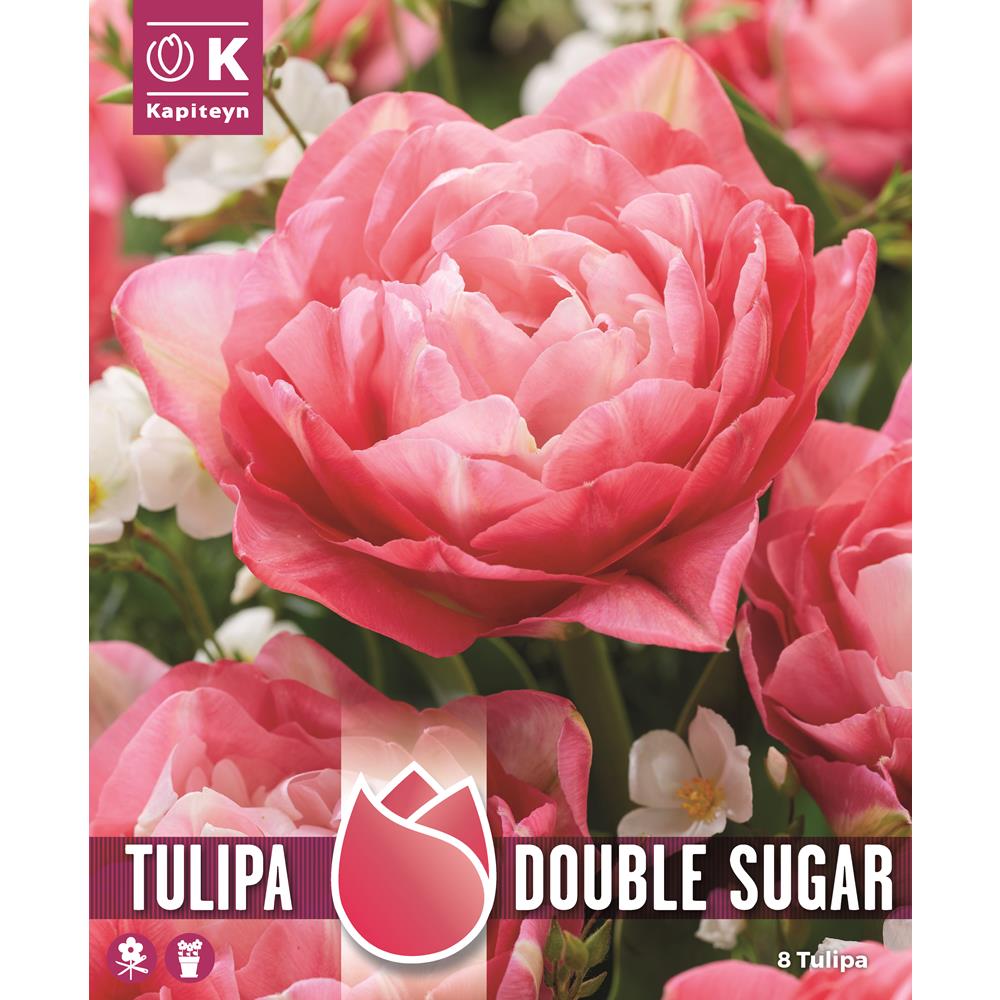 Tulip Double Sugar