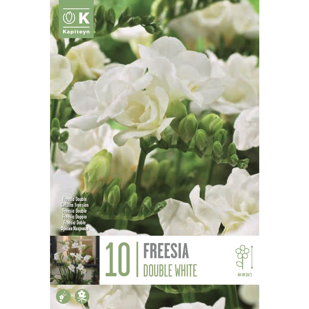 Freesia Double White