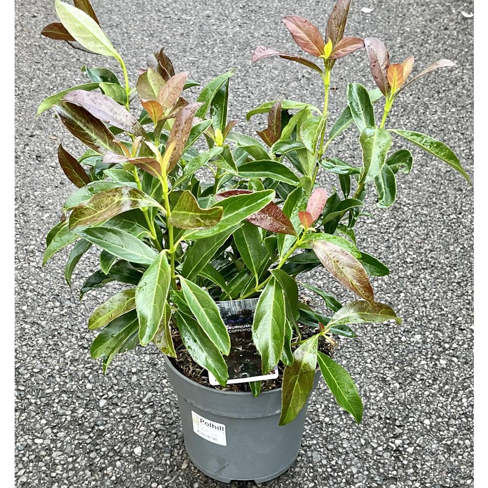 Viburnum Odoratissimum Coppertop 5L Evergreen Shrubs Polhill Garden