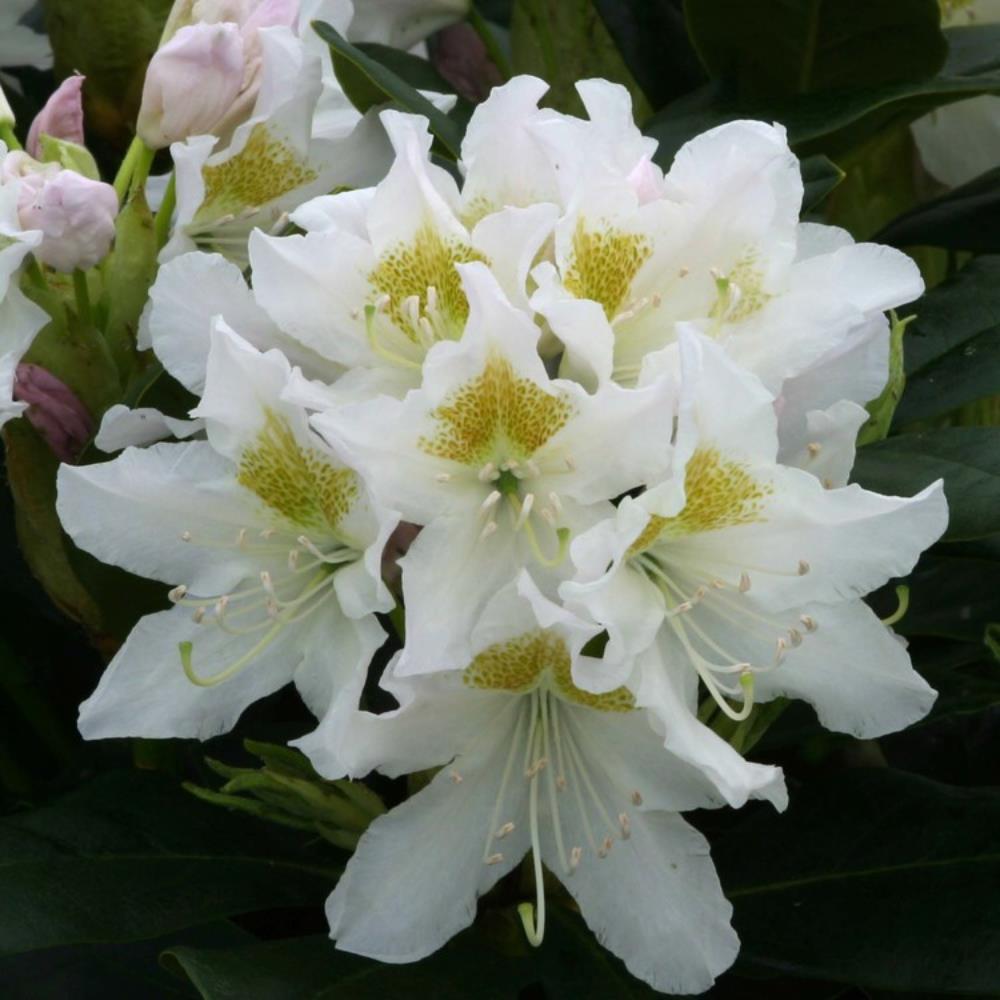 Rhododendron Cunningham's White 5L 