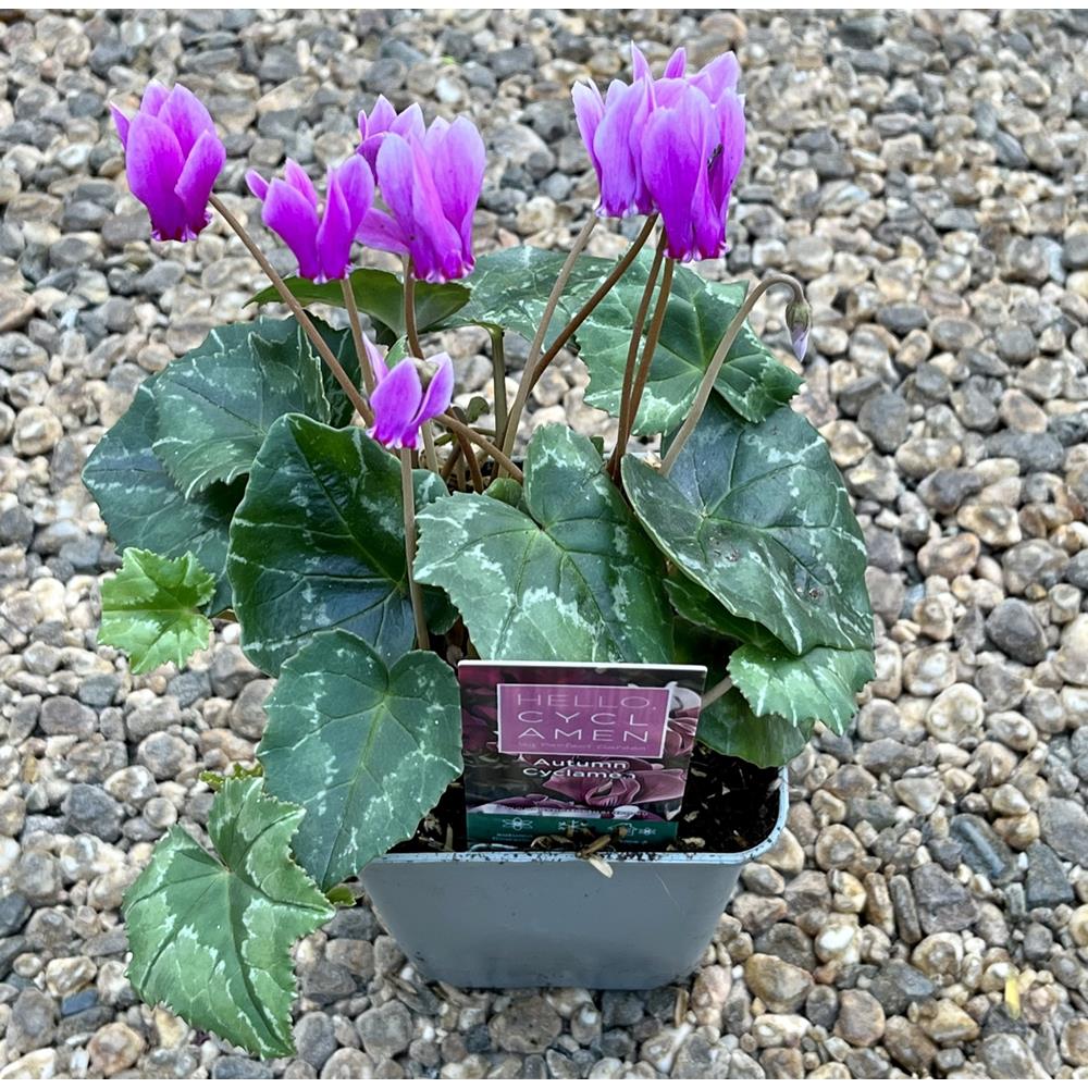 Cyclamen Hederifolium In a9cm Pot