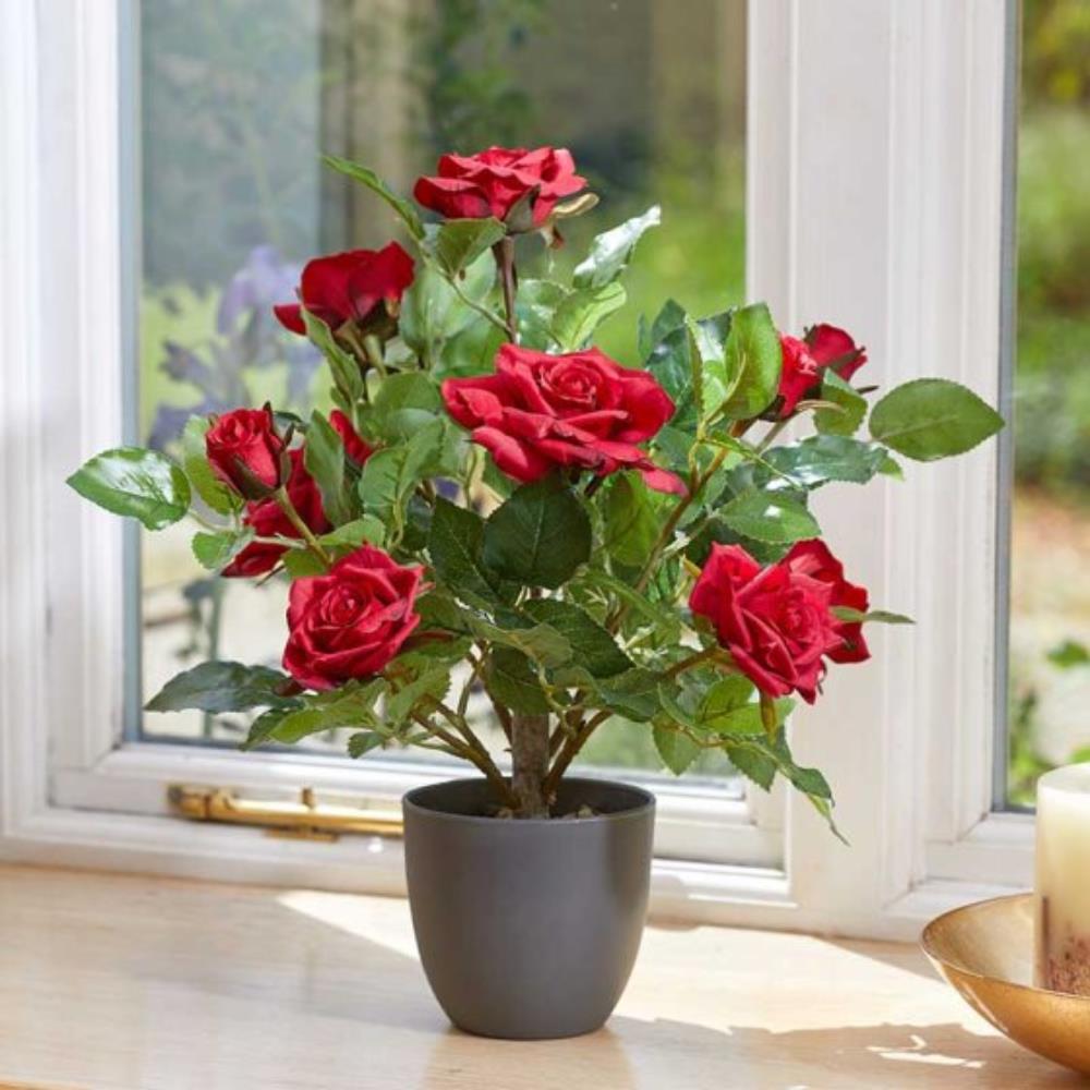 Regent'S Roses - Ruby Red 40cm