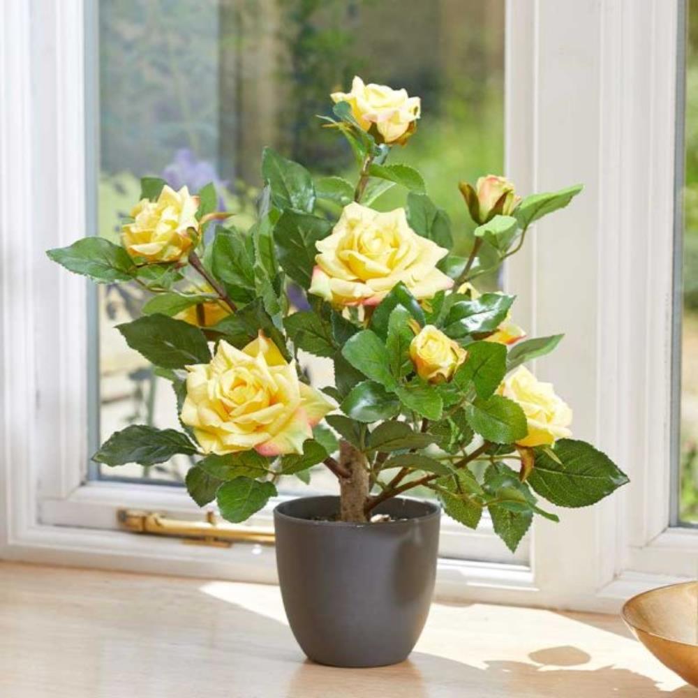 Regent'S Roses - Sunshine Yellow 40cm