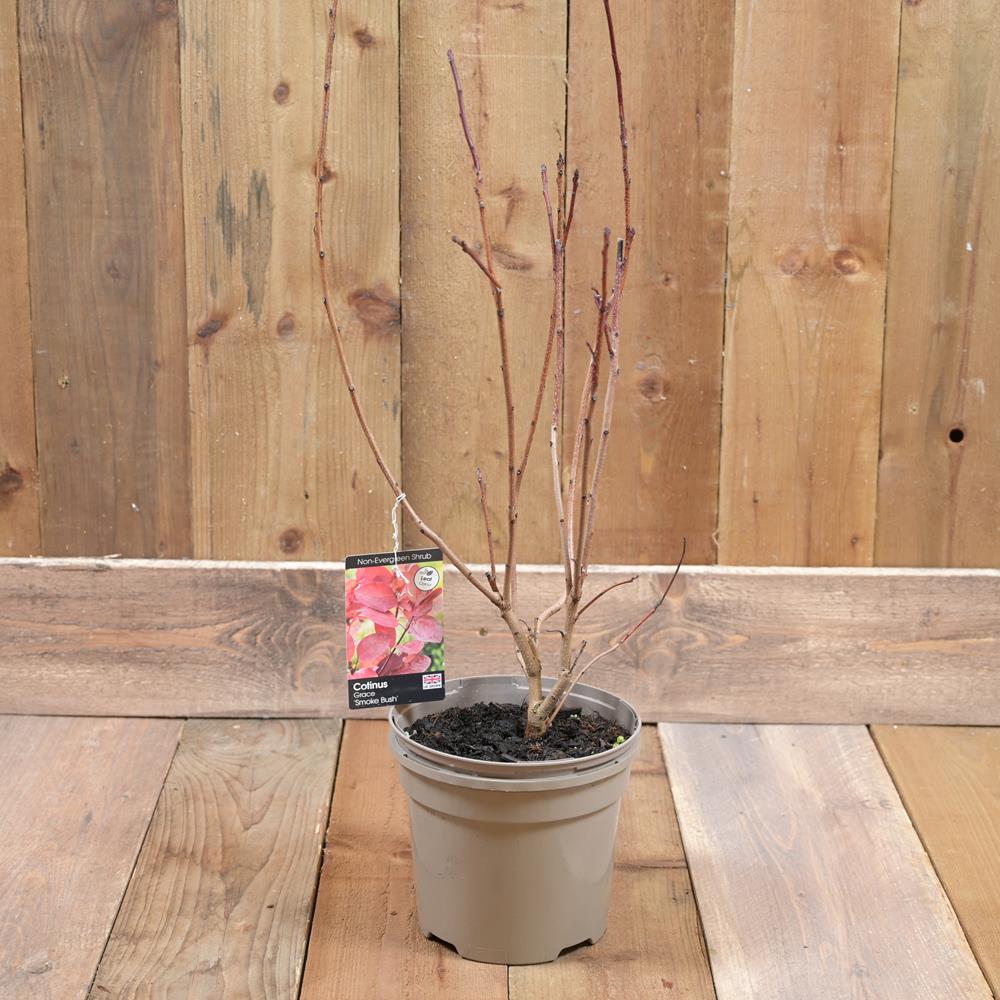 Cotinus Coggygria Grace 3L