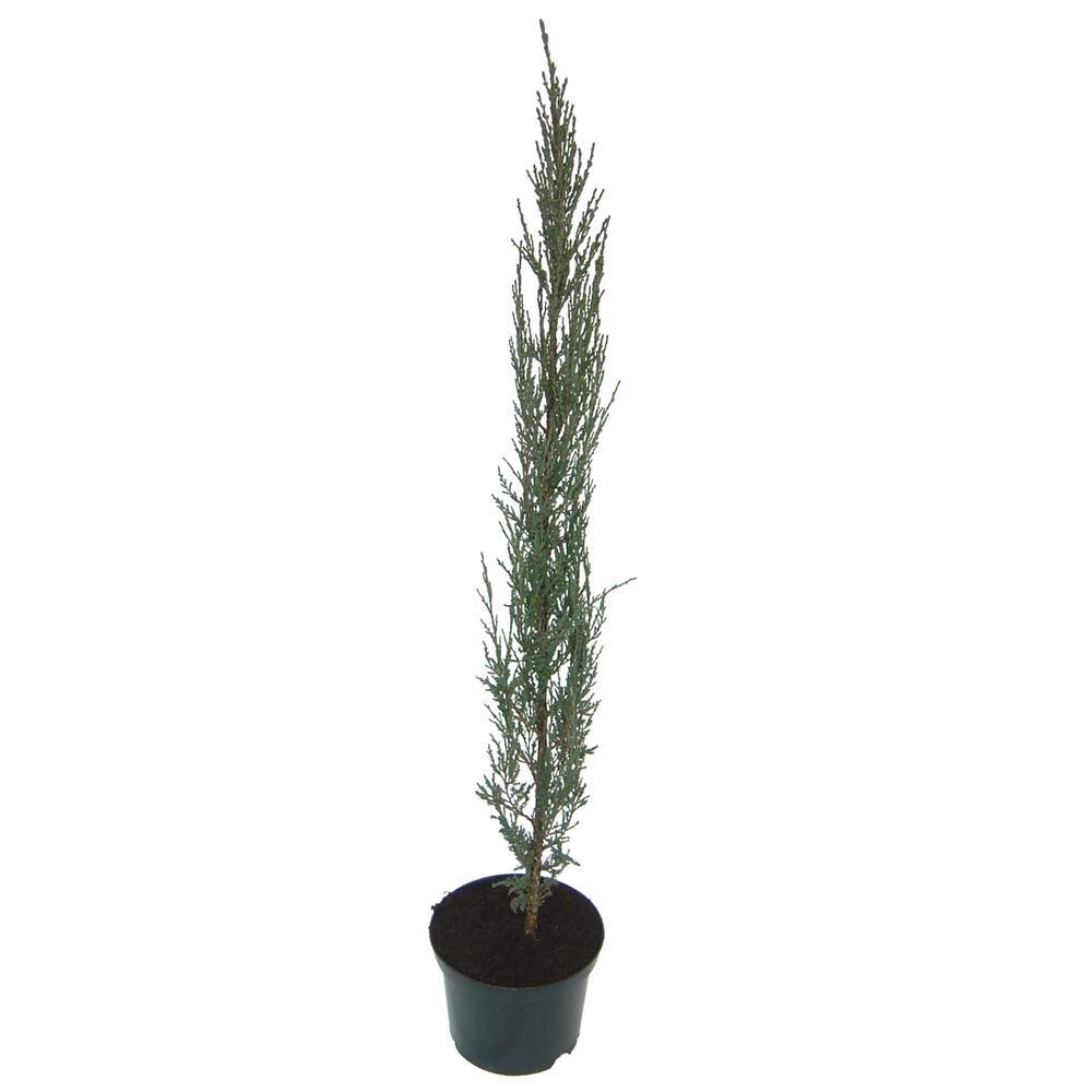 Juniperus Blue Arrow 