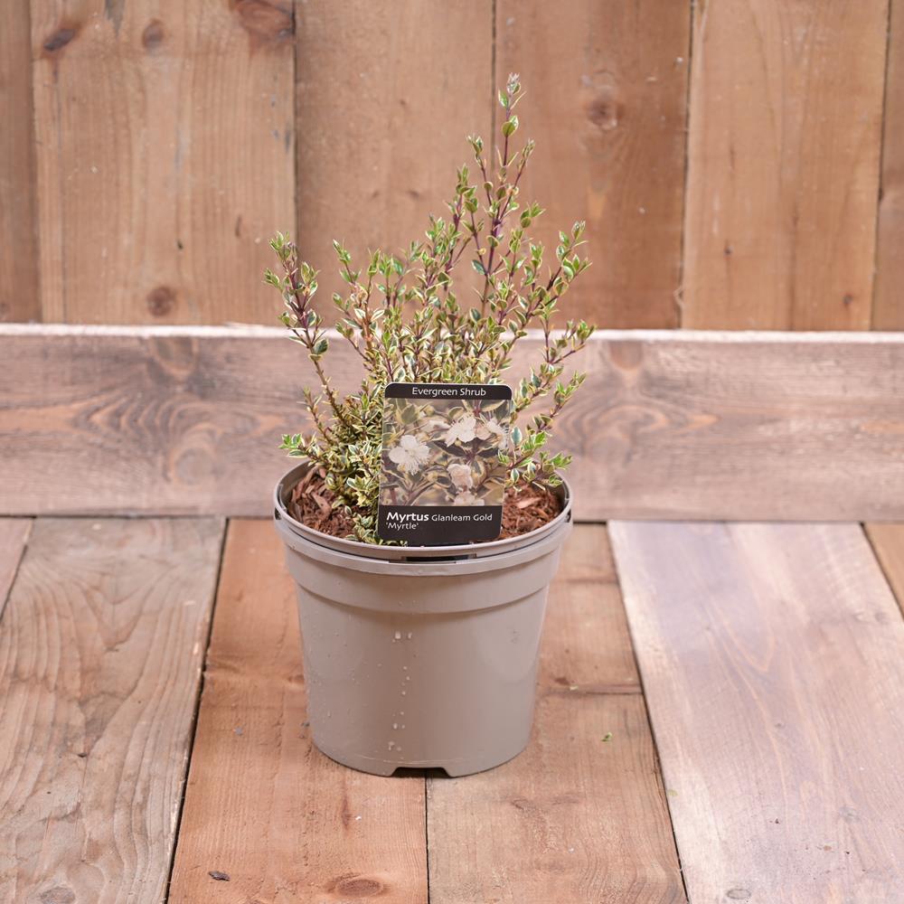 Myrtus Apiculata Glanleam Gold 3L