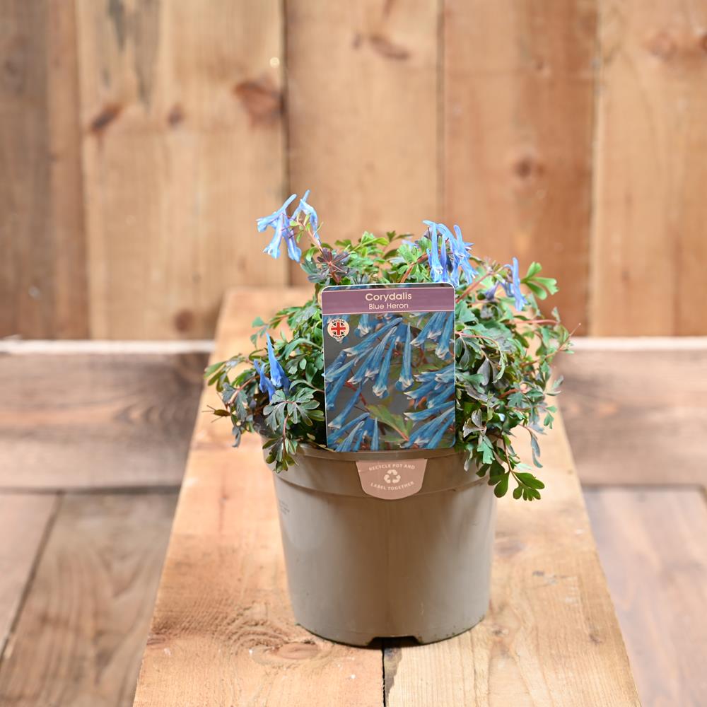 Corydalis Blue Heron 2L - Herbaceous Perennials - Polhill Garden Centre