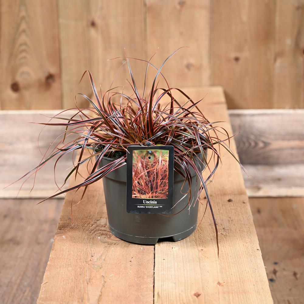 Uncinia Rubra Everflame 17cm - Grasses - Polhill Garden Centre