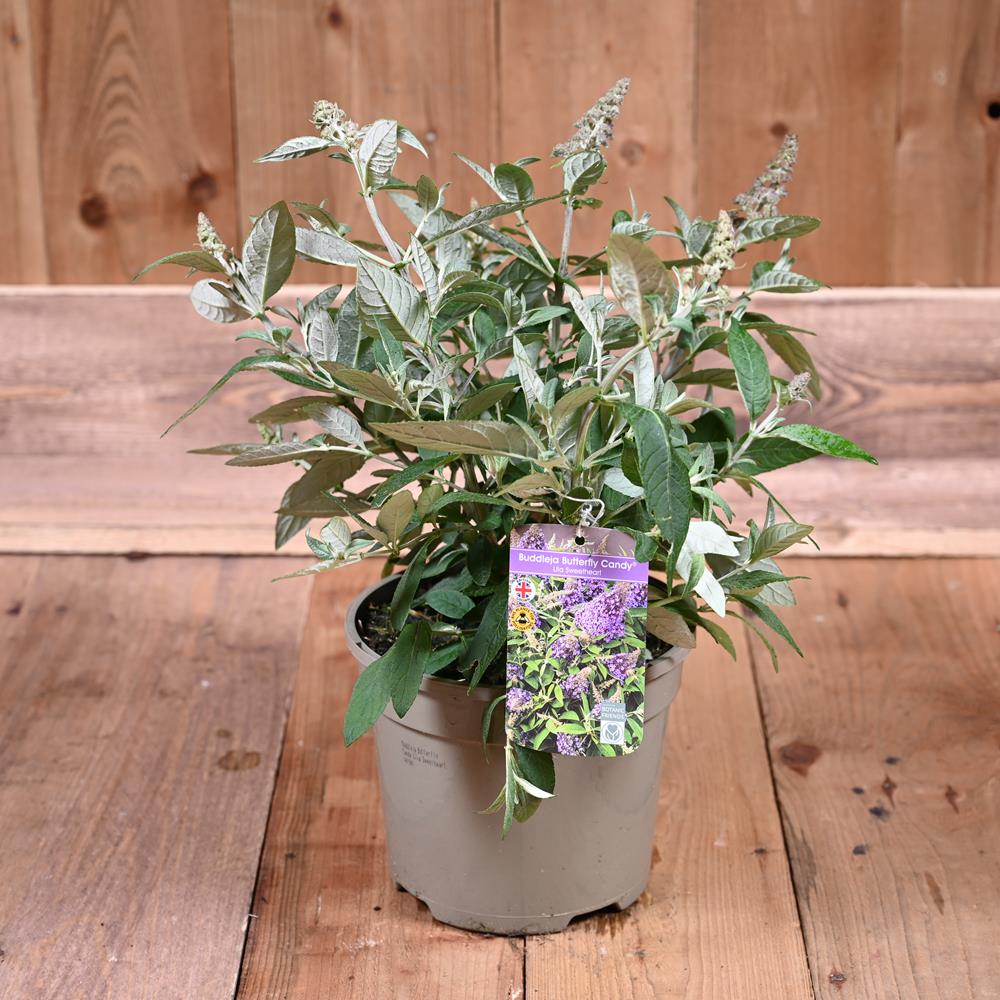 Buddleja Butterfly Candy Lila Sweetheart 3L