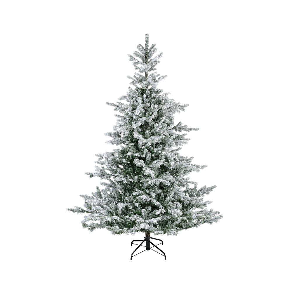 Grandis Fir Snowy 7Ft